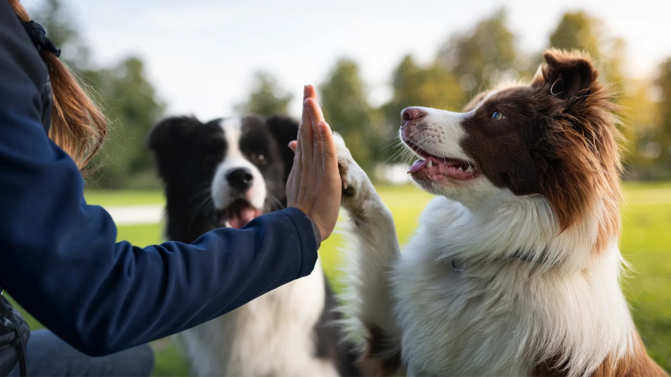 Rally Obedience